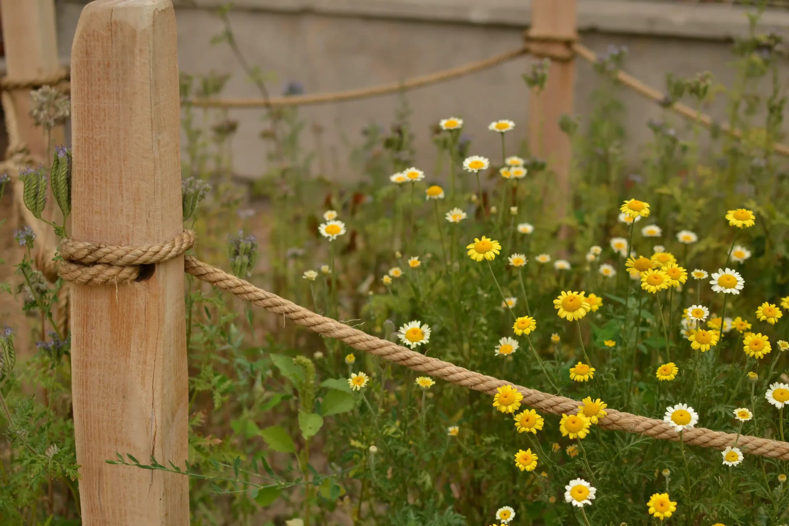 Fleurs jaunes et blanches le long des cordes
