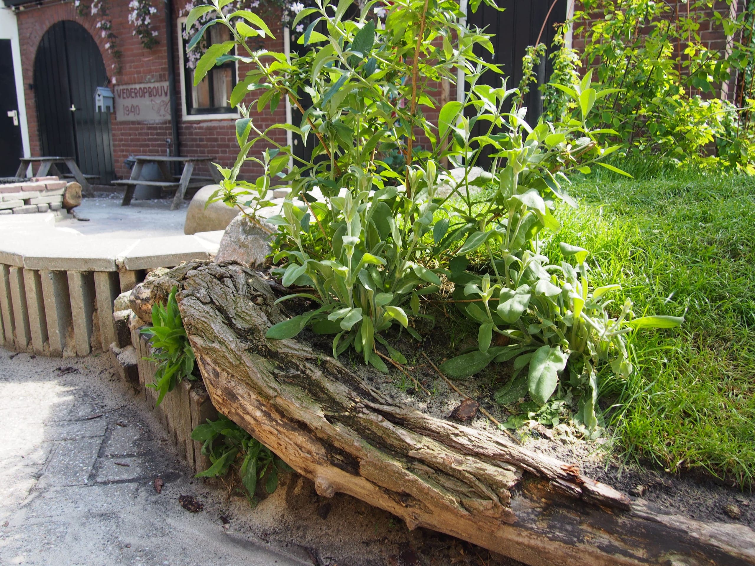 Bordure avec souche d'arbre