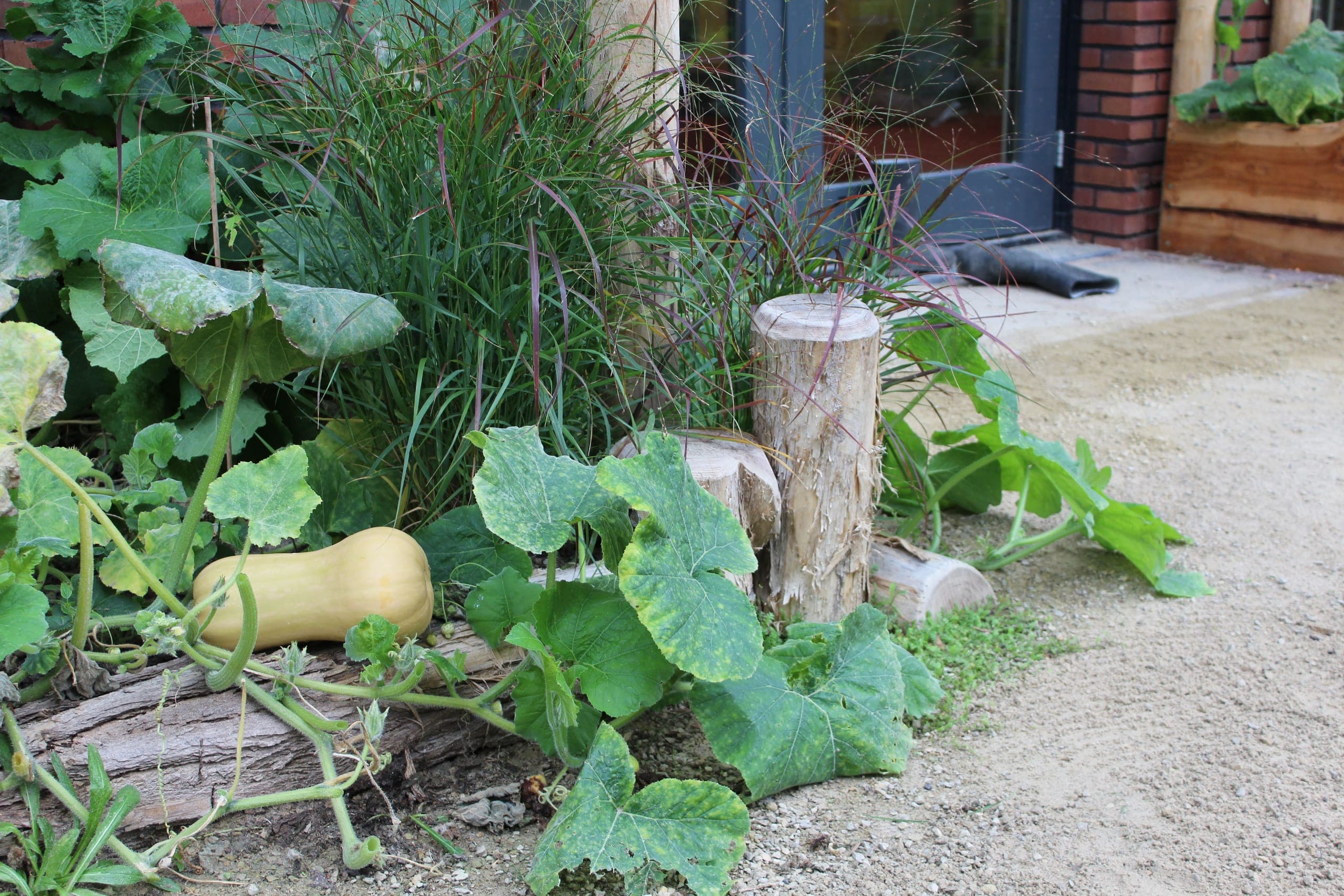 Petites souches et courges
