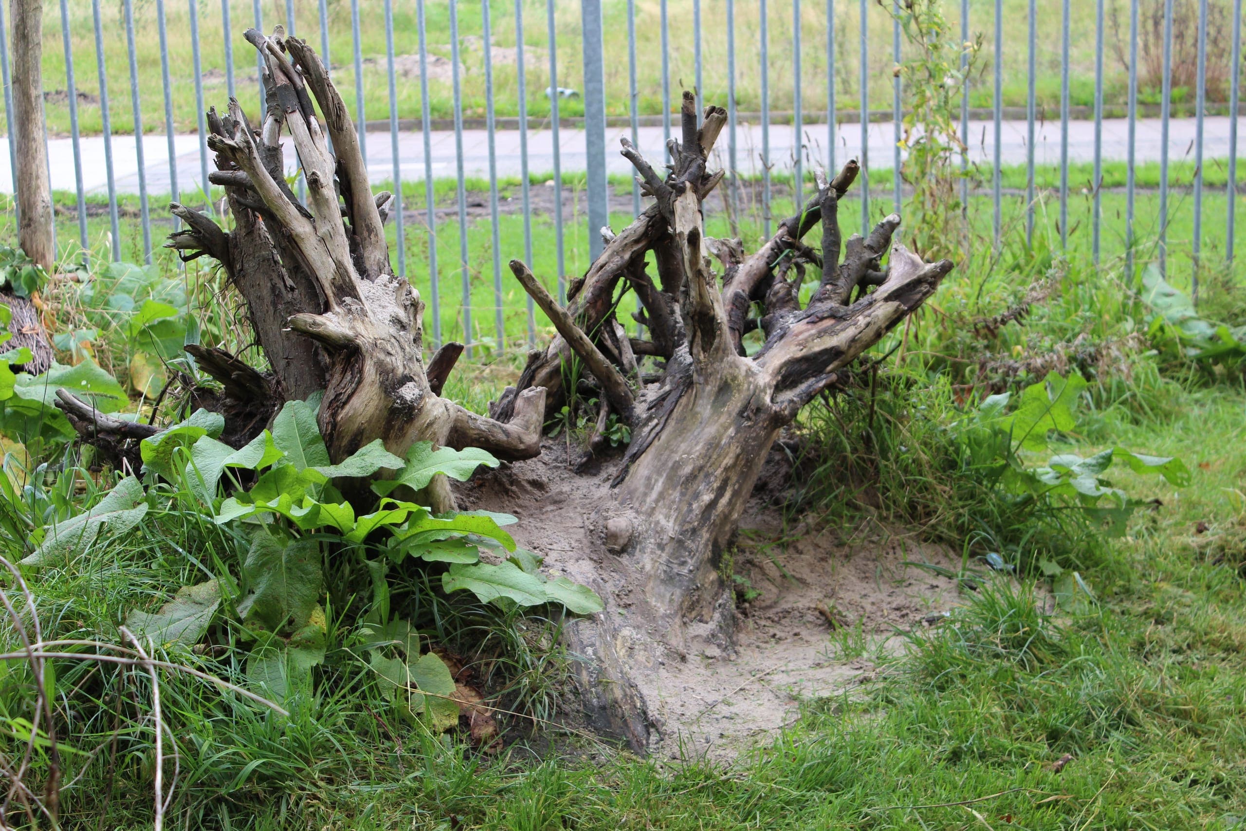 Motte de racines naturelles