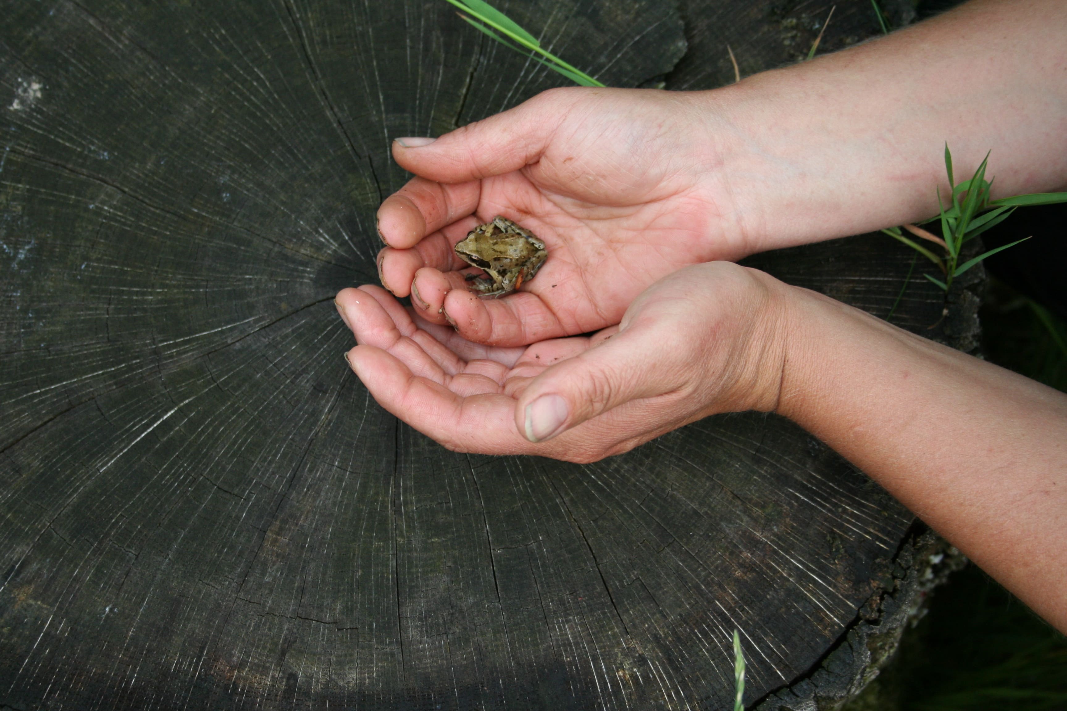 Grenouille dans la cour naturelle